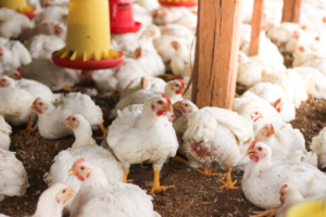 Ayam Broiler